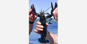 Lobsters 