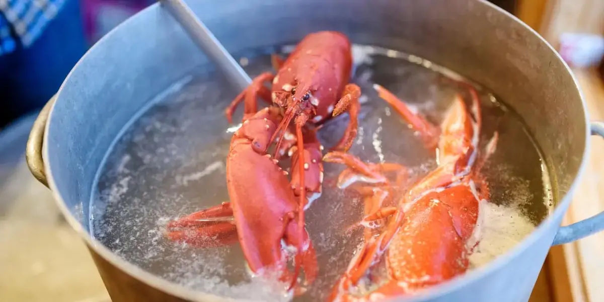 lobsters