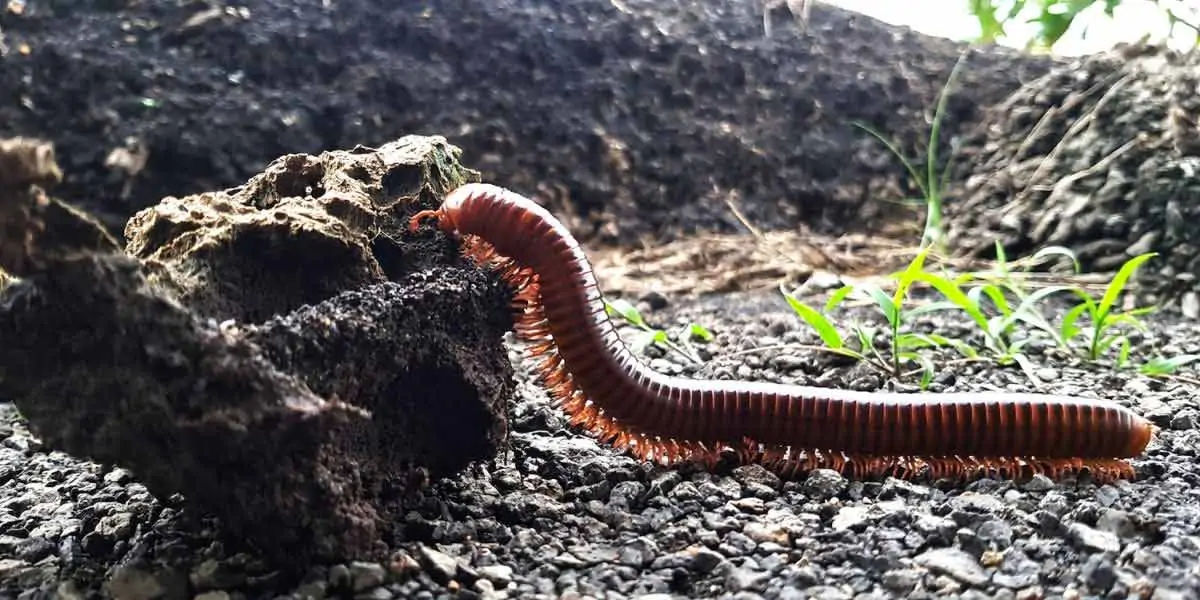  centipedes