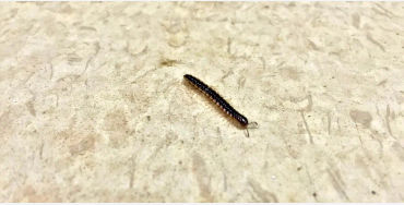 centipedes