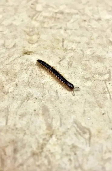 centipedes