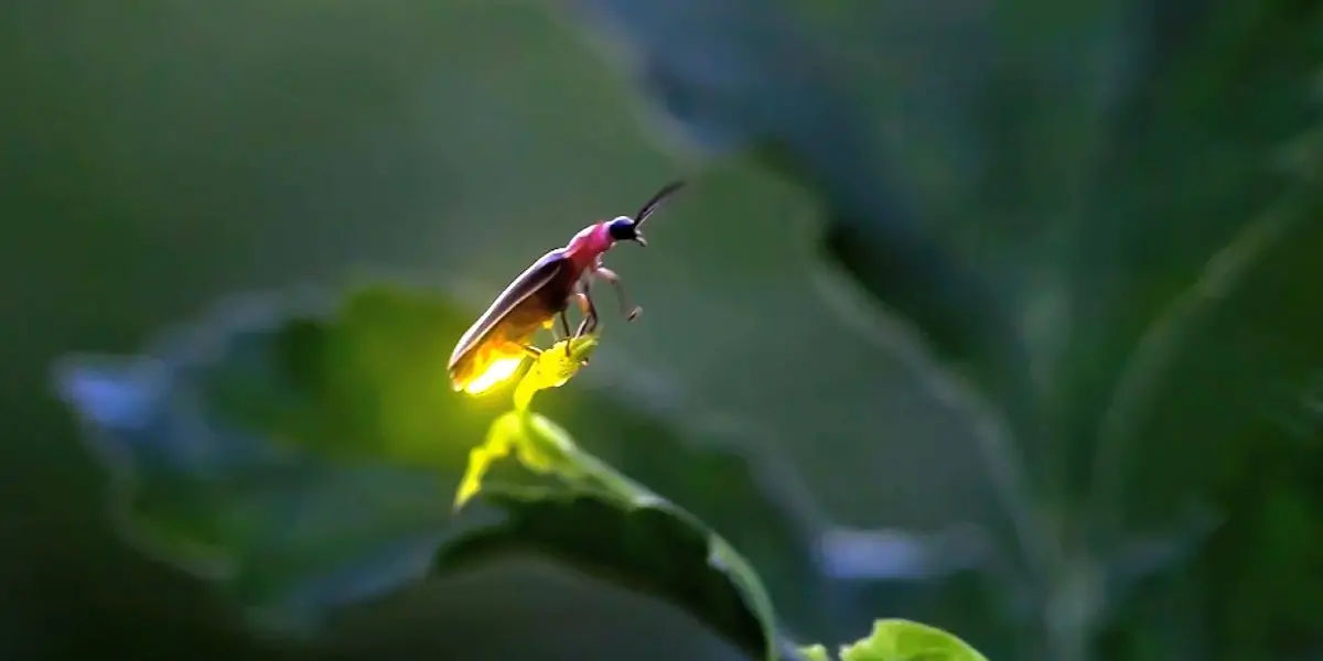 fireflies