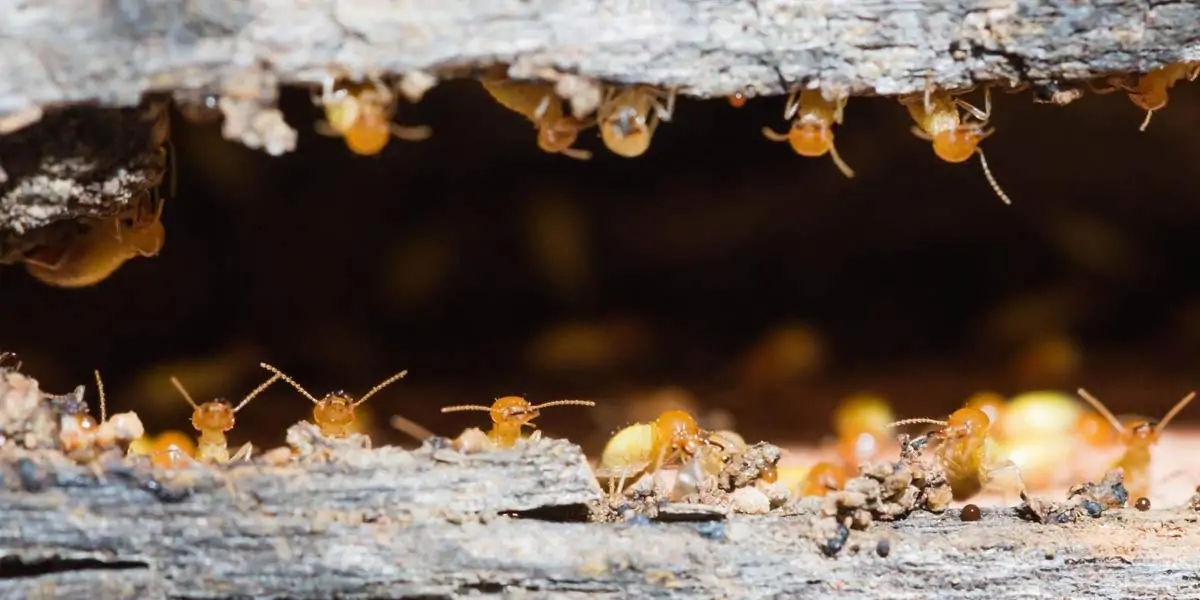 TERMITES 