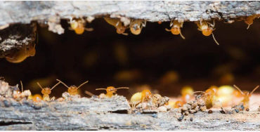 TERMITES 