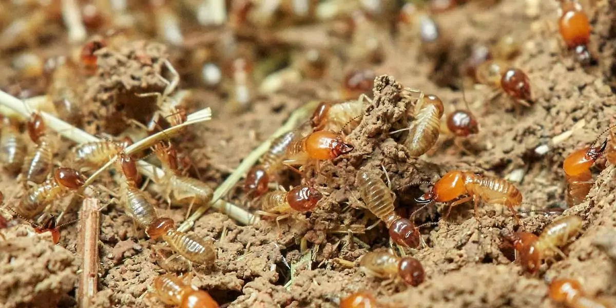 TERMITES 