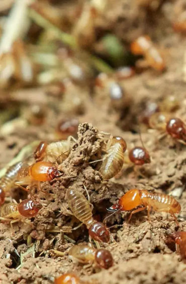 TERMITES 