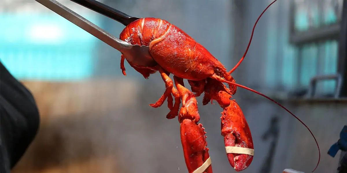 Lobsters