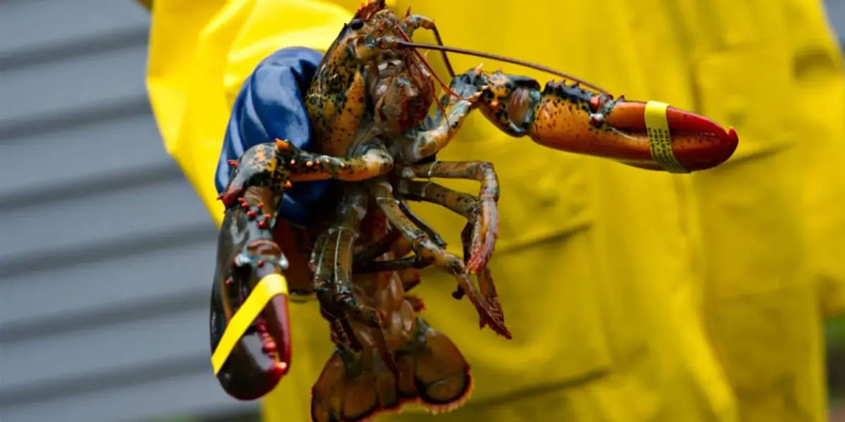 Lobsters