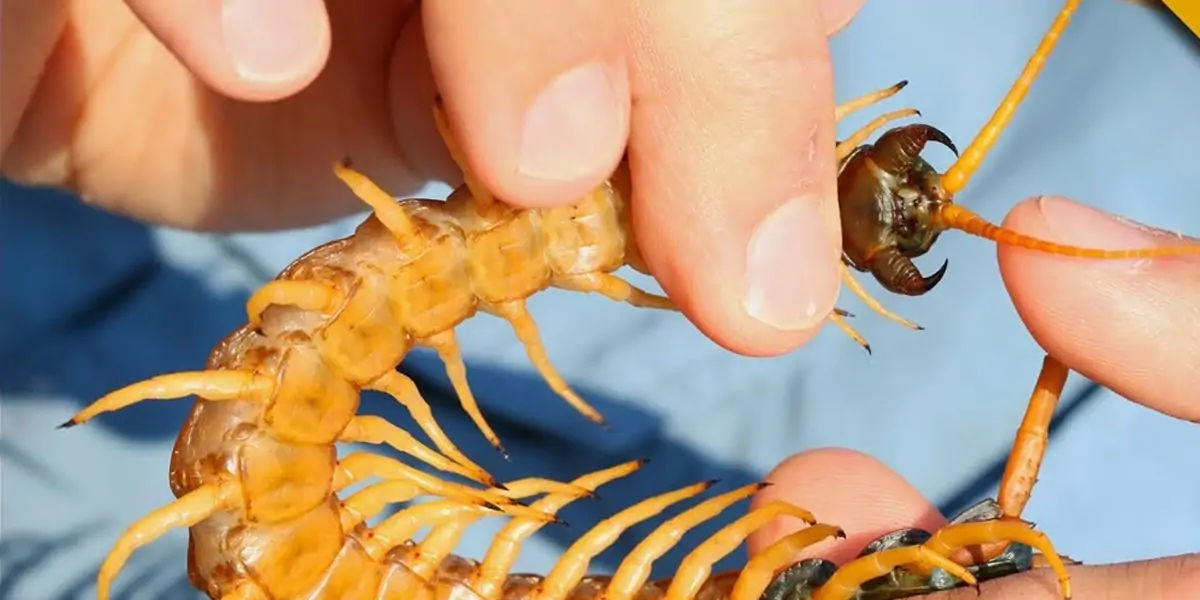 centipede