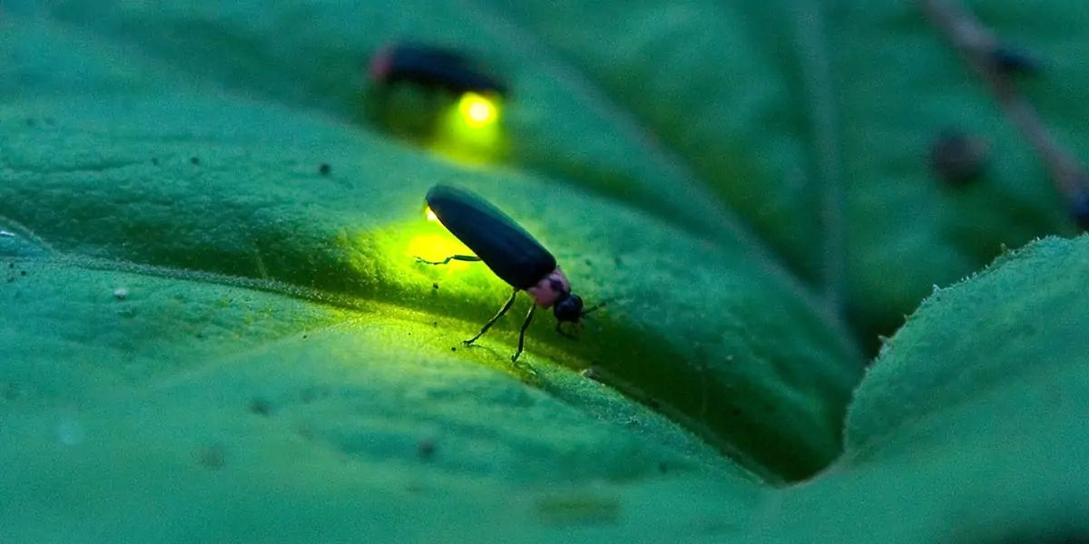  firefly