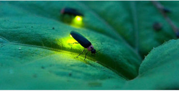  firefly