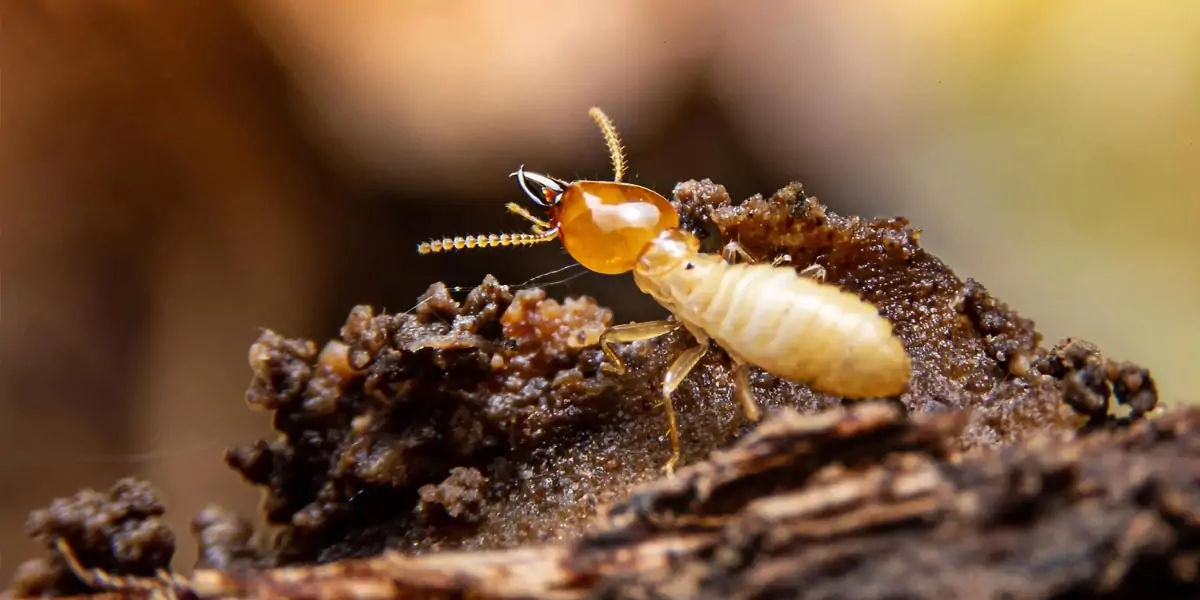 TERMITES