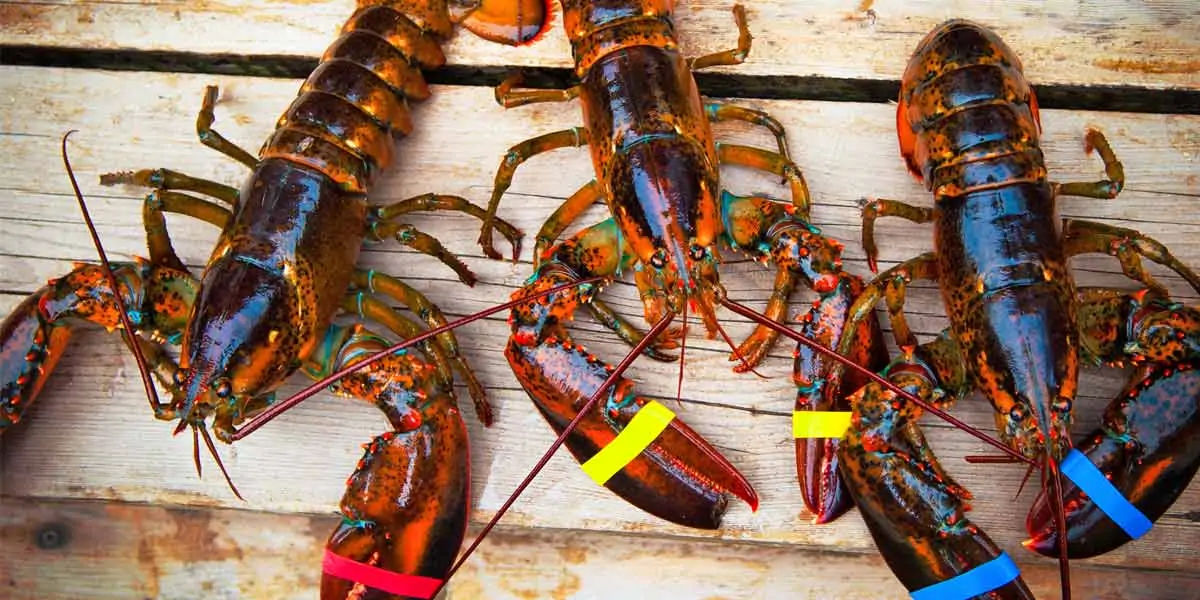 Female lobsters