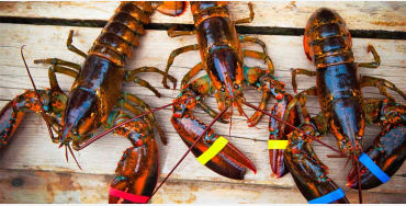 Female lobsters