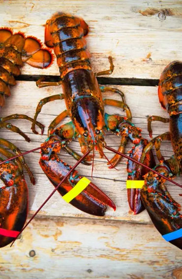 Female lobsters
