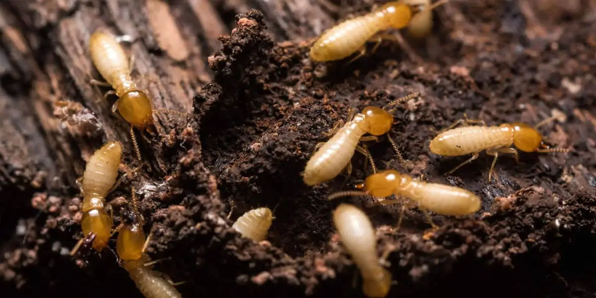 TERMITES 