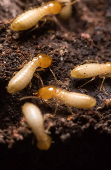 TERMITES 