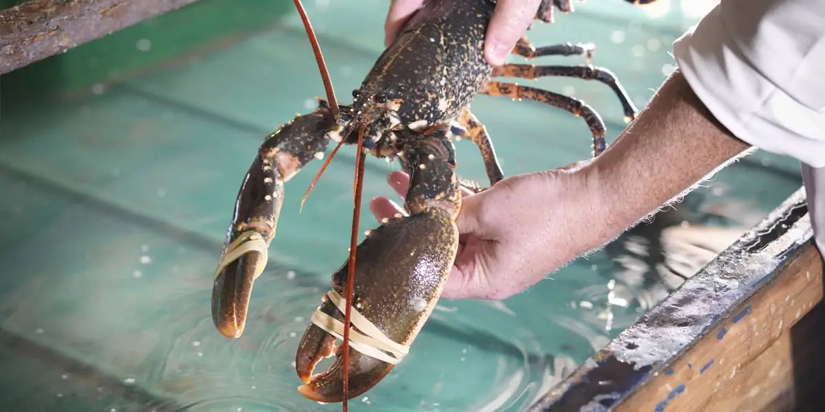 Lobsters