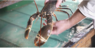 Lobsters