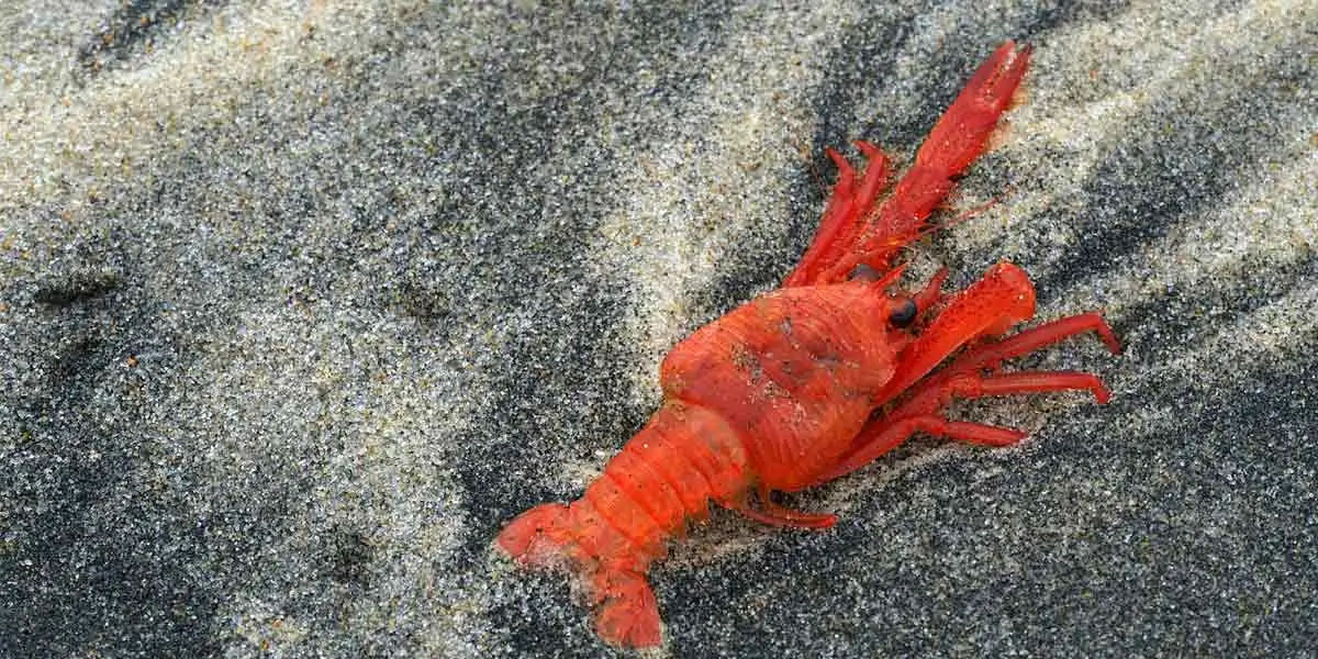 lobster, crabs, clams, mussels