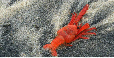 lobster, crabs, clams, mussels