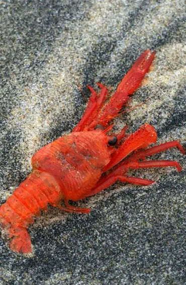 lobster, crabs, clams, mussels