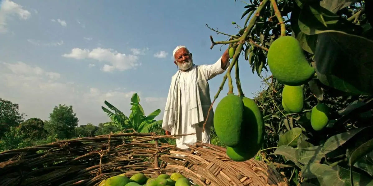 Mango grafting