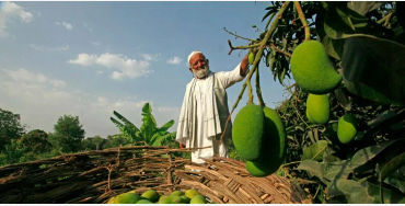 Mango grafting