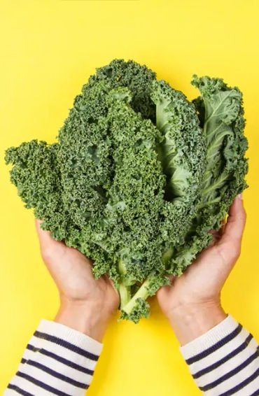 tulsi, tulsi leaf, extracts, immune, healthy