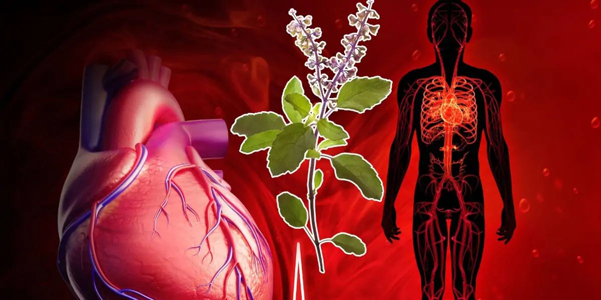 tulsi, tulsi leaf, extracts, immune, healthy