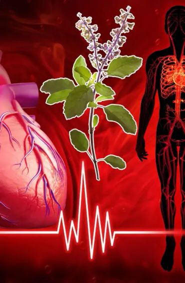 tulsi, tulsi leaf, extracts, immune, healthy