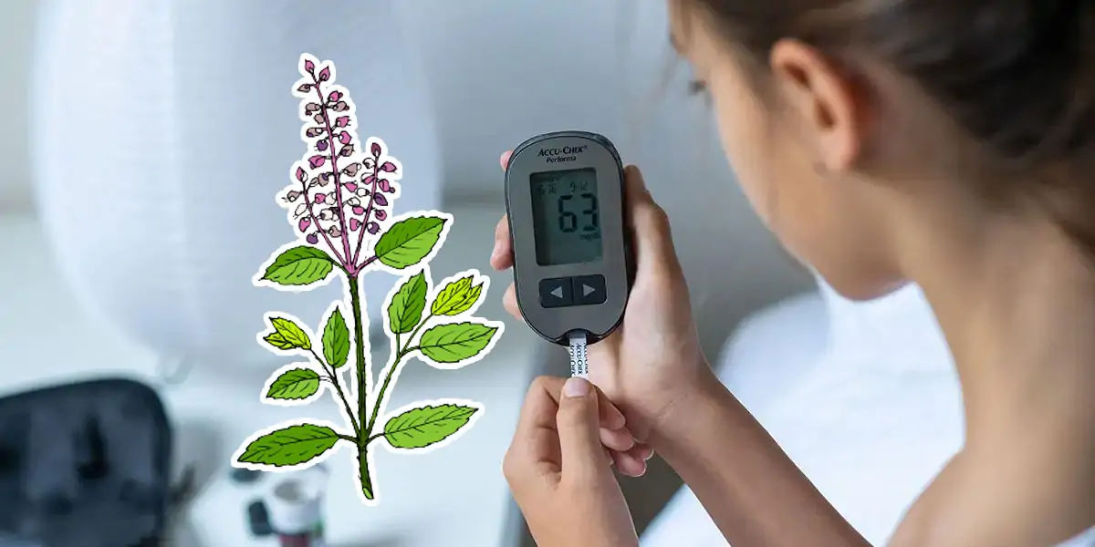 tulsi, tulsi leaf, extracts, immune, healthy