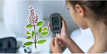 tulsi, tulsi leaf, extracts, immune, healthy
