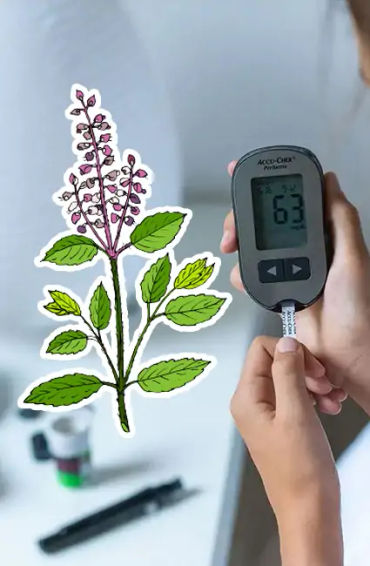 tulsi, tulsi leaf, extracts, immune, healthy