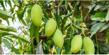 mango, south india, portuguese, maanga, surya bai, king