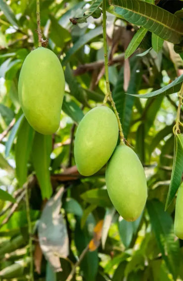 mango, south india, portuguese, maanga, surya bai, king