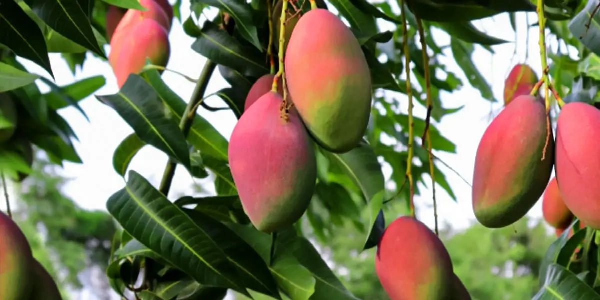 mango, south india, portuguese, maanga, surya bai, king