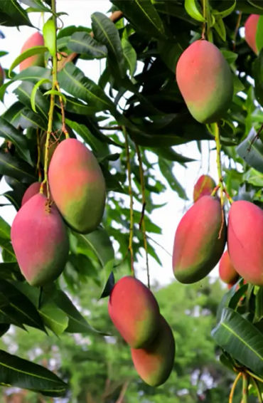 mango, south india, portuguese, maanga, surya bai, king