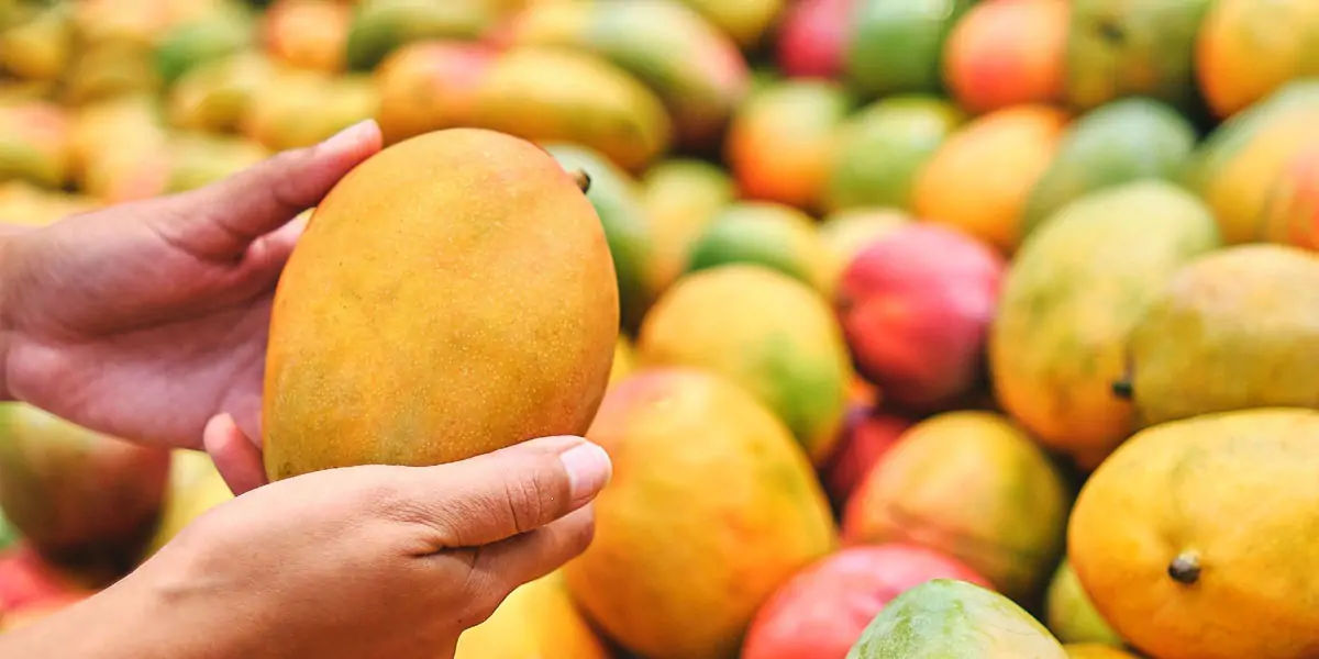 mango, south india, portuguese, maanga, surya bai, king