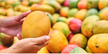 mango, south india, portuguese, maanga, surya bai, king