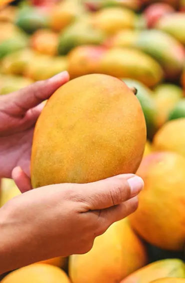 mango, south india, portuguese, maanga, surya bai, king