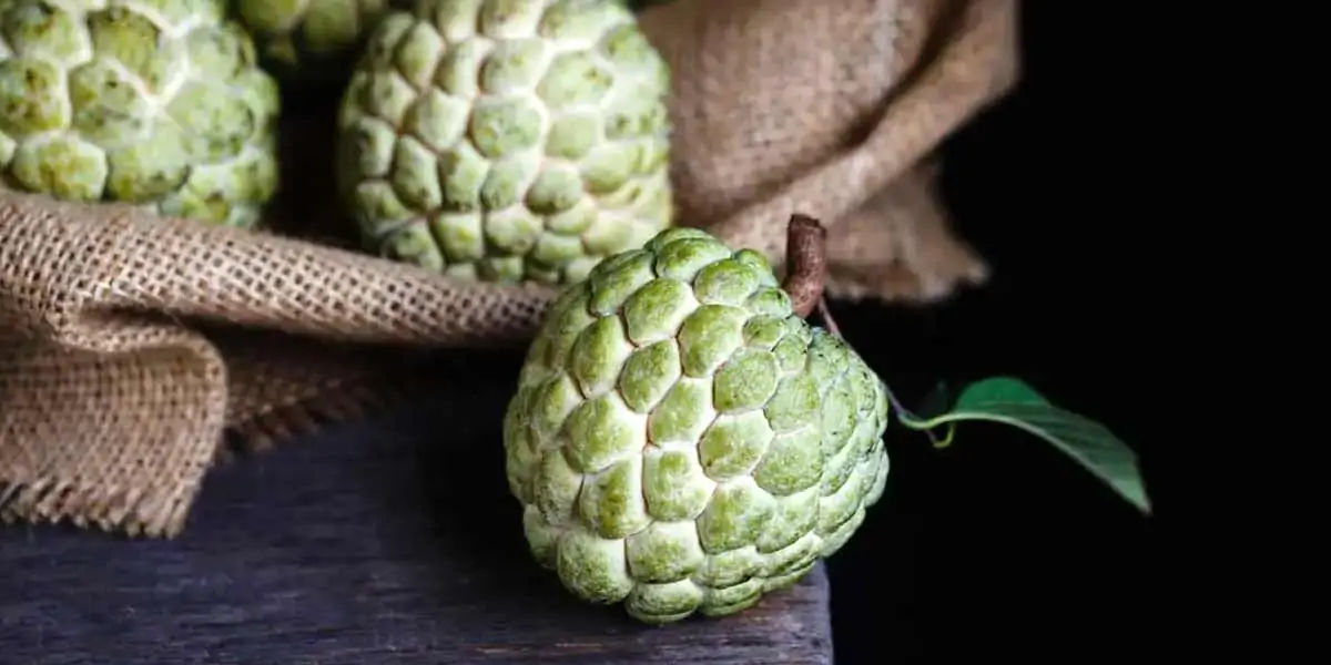mango, south india, portuguese, maanga, surya bai, king