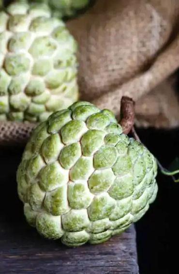 mango, south india, portuguese, maanga, surya bai, king