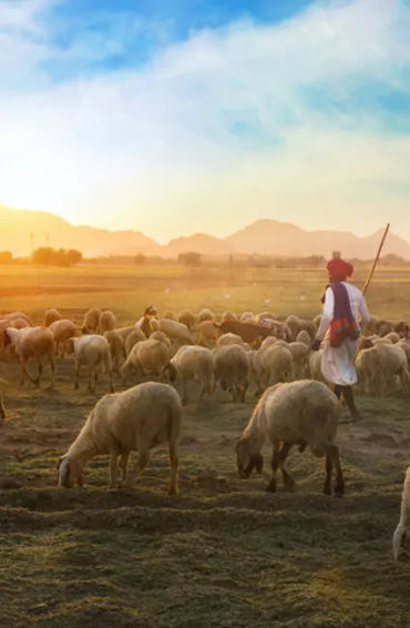 yogurt, skin container, milk, shepherd, rediscovered