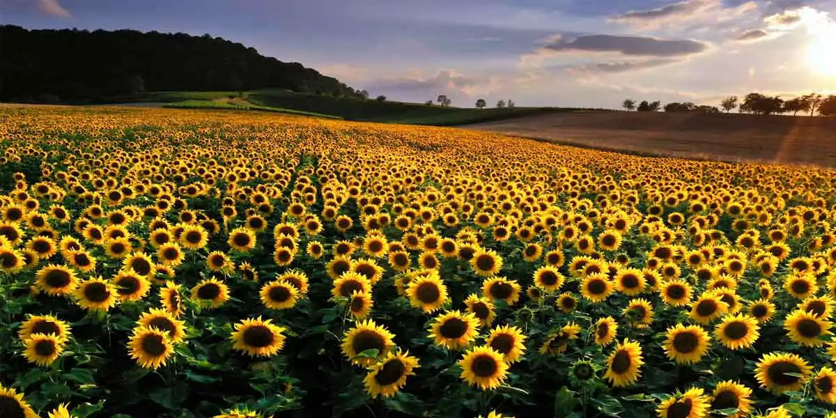 Sunflowers