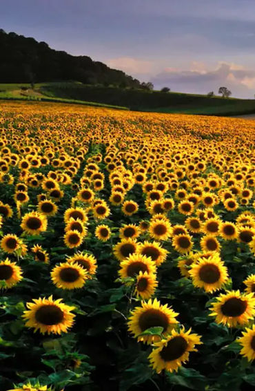 Sunflowers