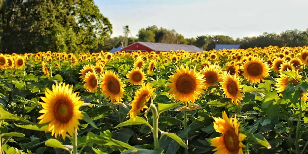 Sunflowers 