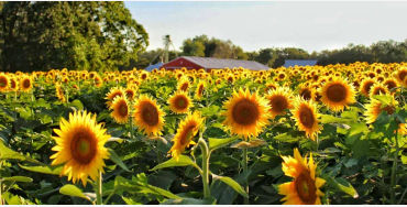 Sunflowers 