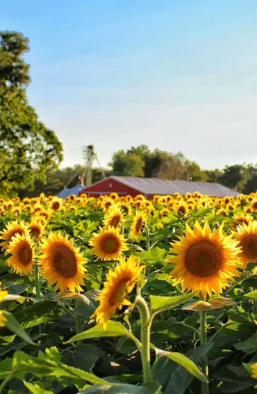 Sunflowers 