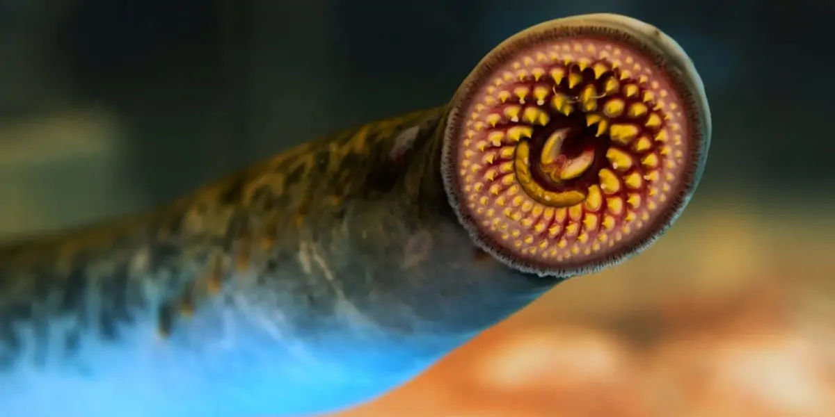 Sea Lamprey
